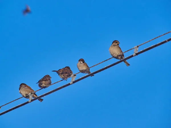 Spatzen Drähten Winter — Stockfoto