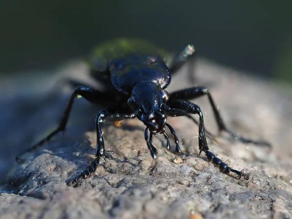 Carabidae Het Bos — Stockfoto