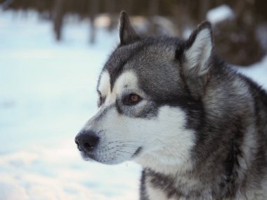 bir köpek malamute ormanın içinde. Kış