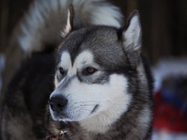 bir köpek malamute ormanın içinde. Kış
