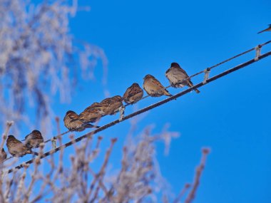 Serçeler kışın teller üzerinde