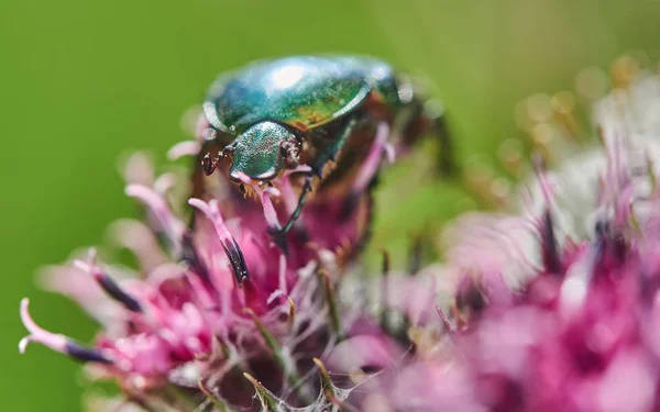 森林中的青铜甲虫 — 图库照片