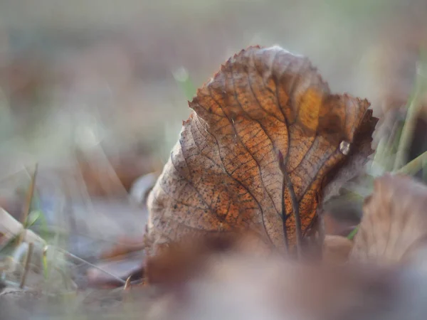 Trockenes Blatt Wald — Stockfoto