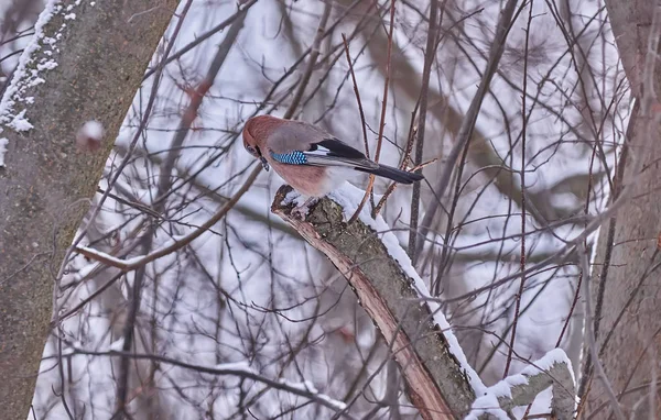 Pestvogels Vogel Een Boom — Stockfoto