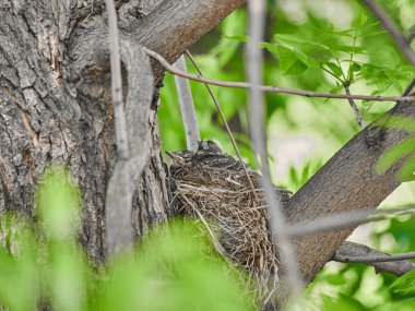 Ormanın içinde bir yuva üzerinde küçük gutu