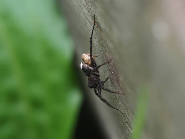 Spindel Nätet — Stockfoto