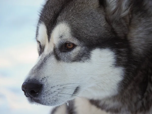 Perro Malamute Bosque Invierno — Foto de Stock