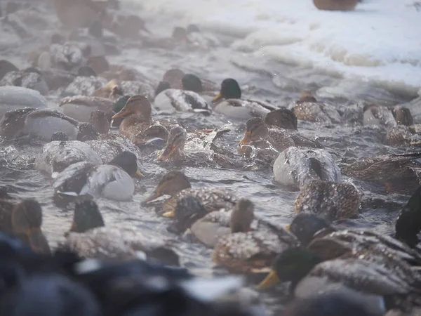 Enten Winter Auf Dem Fluss — Stockfoto