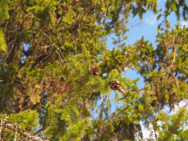 Ormandaki ladin dalı.
