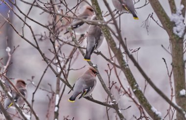 İpekkuyruk kuş bir ağaç üzerinde