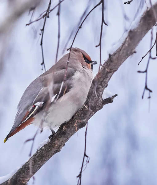 Waxwing Ptáček Stromě — Stock fotografie