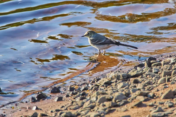 Wagtail Sur Rivière — Photo