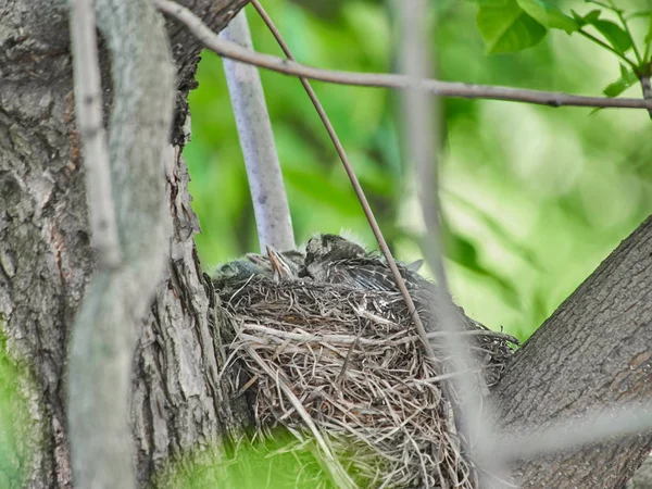 Kleine Drosseln Auf Einem Nest Wald — Stockfoto