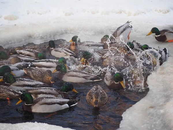 Enten Winter Auf Dem Fluss — Stockfoto