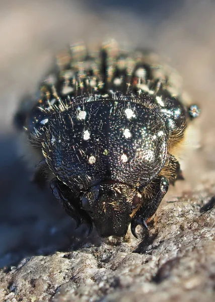 Escarabajo Bronce Bosque — Foto de Stock