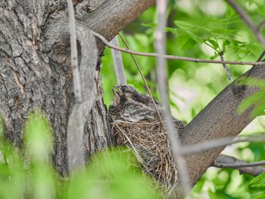 Ormanın içinde bir yuva üzerinde küçük gutu