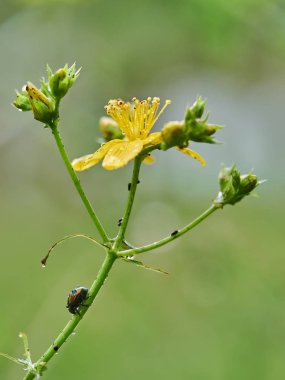 böceği Chrysomelidae ormanın içinde bir çiçek üzerinde