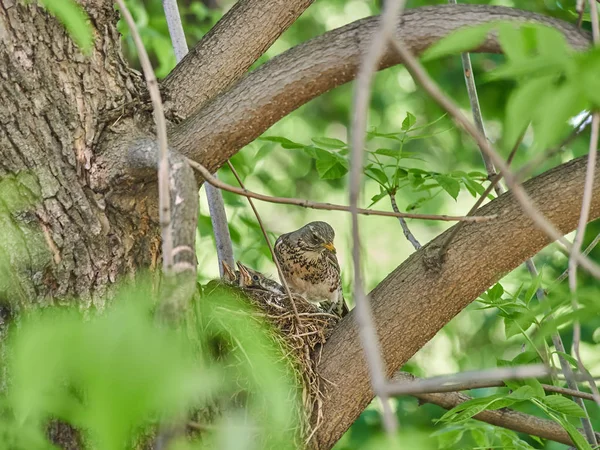 Kleine Drosseln Auf Einem Nest Wald — Stockfoto