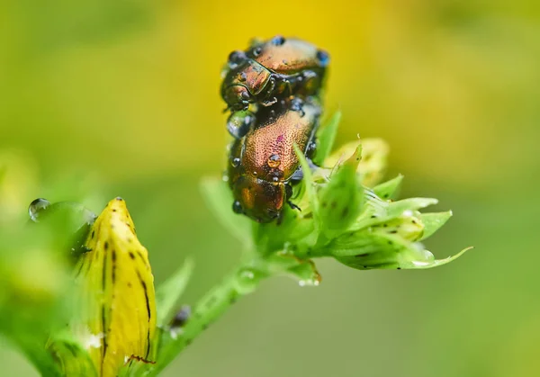 Σκαθάρι Chrysomelidae Ένα Λουλούδι Στο Δάσος — Φωτογραφία Αρχείου
