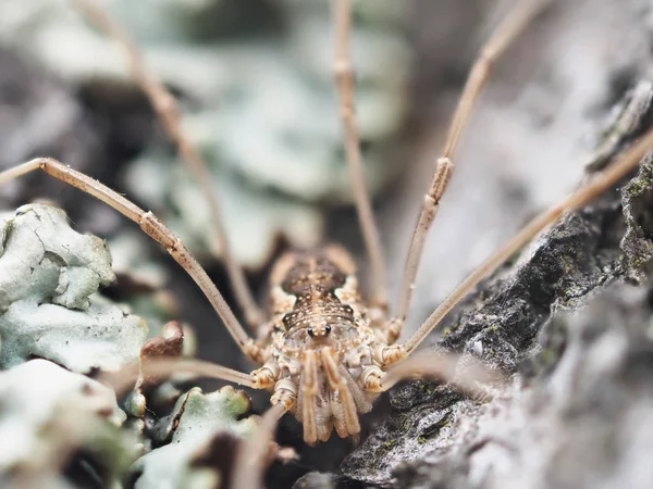 树皮树上的 Pholcidae — 图库照片