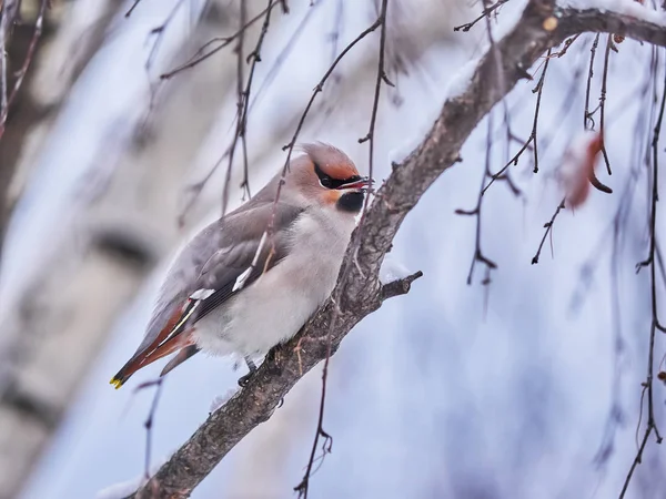 Waxwing Ptáček Stromě — Stock fotografie