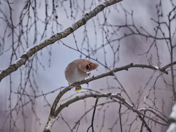 ワックスウィング 木の鳥 — ストック写真