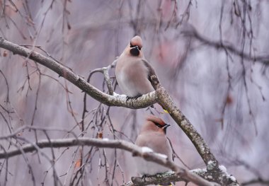 İpekkuyruk kuş bir ağaç üzerinde