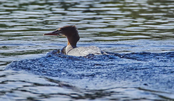 Canards Sur Rivière — Photo