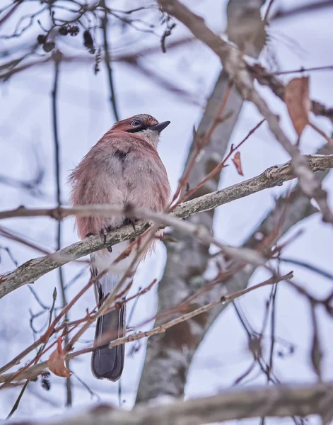 Waxwing Ptáček Stromě — Stock fotografie