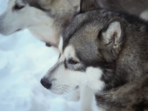 Perro Malamute Bosque Invierno —  Fotos de Stock