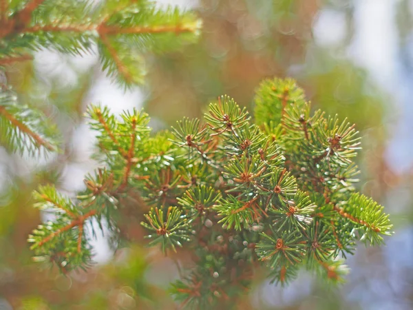 Branche Épinette Dans Forêt — Photo