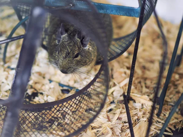 Degu Dans Une Cage — Photo