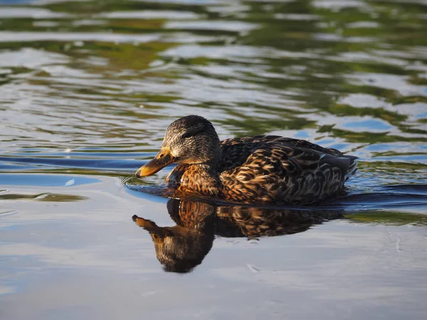 Canards Sur Rivière — Photo