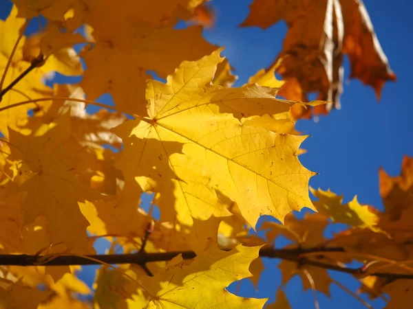 Żółty Klon Liście Drzewie — Zdjęcie stockowe