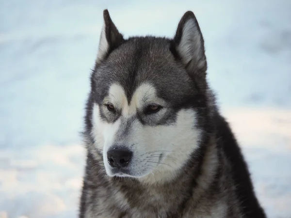 Perro Malamute Bosque Invierno —  Fotos de Stock