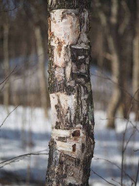Ormanda ağaç gövdeleri