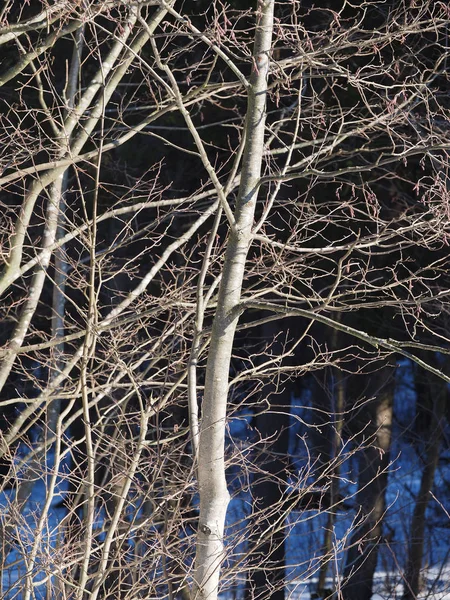 Pnie Drzew Lesie — Zdjęcie stockowe