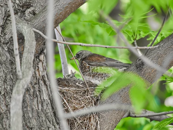 Kleine Drosseln Auf Einem Nest Wald — Stockfoto