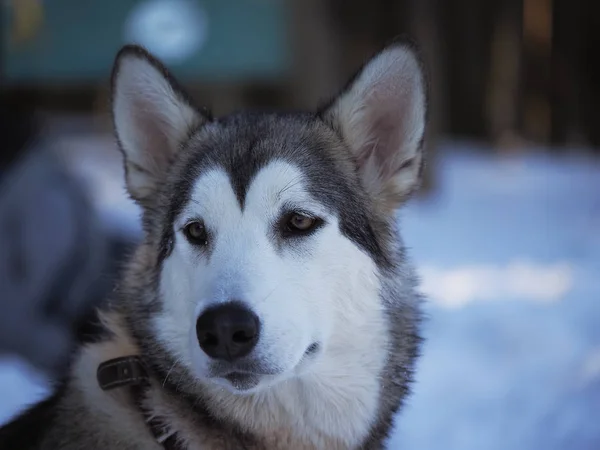 Ένα Σκυλί Malamute Στο Δάσος Χειμώνας — Φωτογραφία Αρχείου