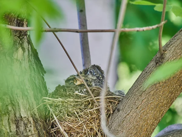 Kleine Drosseln Auf Einem Nest Wald — Stockfoto