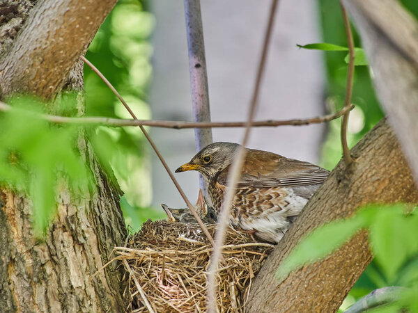 small thrushes on a nest in the forest