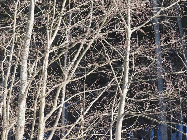 Pnie Drzew Lesie — Zdjęcie stockowe