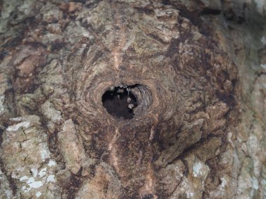 Aspen'de içi boş. Orman