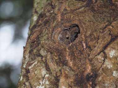 Aspen'de içi boş. Orman