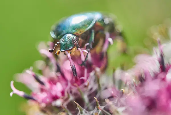 Bronzen Kever Het Bos — Stockfoto