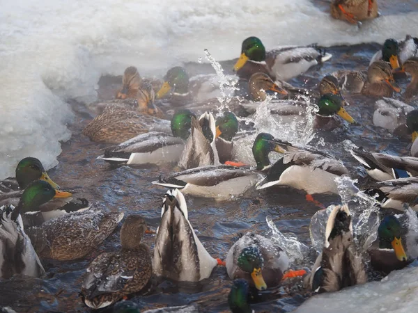 Patos Río Invierno — Foto de Stock