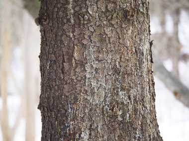 Ormanda ağaç gövdeleri