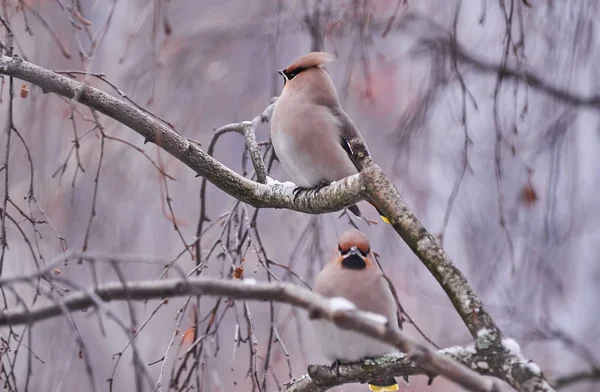 Waxwing Ptáček Stromě — Stock fotografie