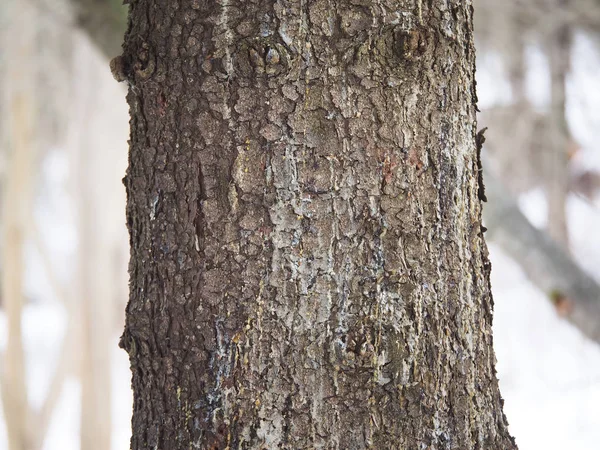 Troncos Árboles Bosque — Foto de Stock