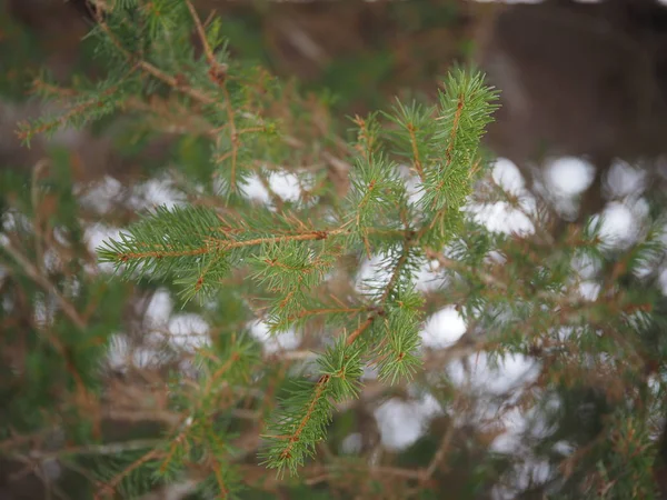 Branche Épinette Dans Forêt — Photo